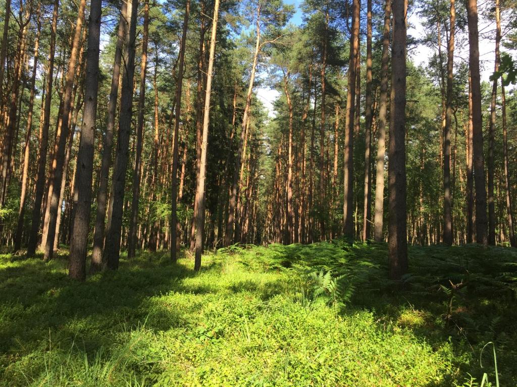 un bosque con árboles altos y césped verde en Ferienwohnung am Haff, en Grambin