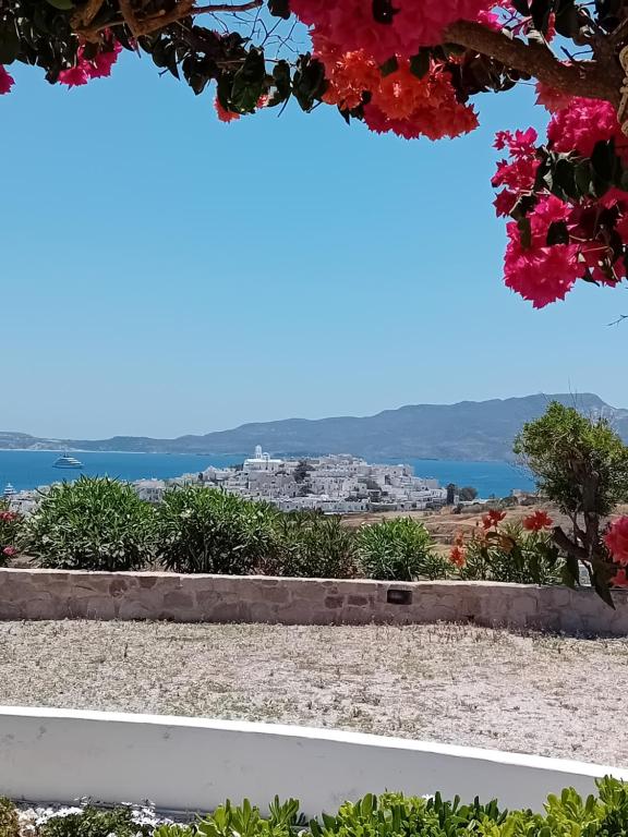 Psilandis Studios - 14