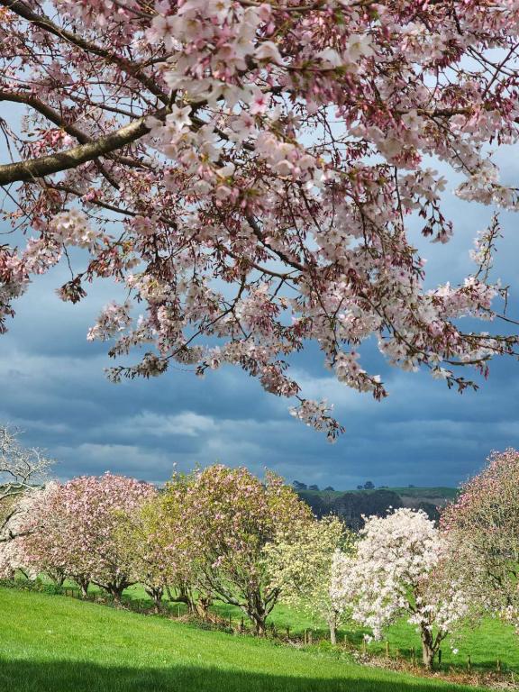 Lakeview Lodge Karapiro - Resim 40