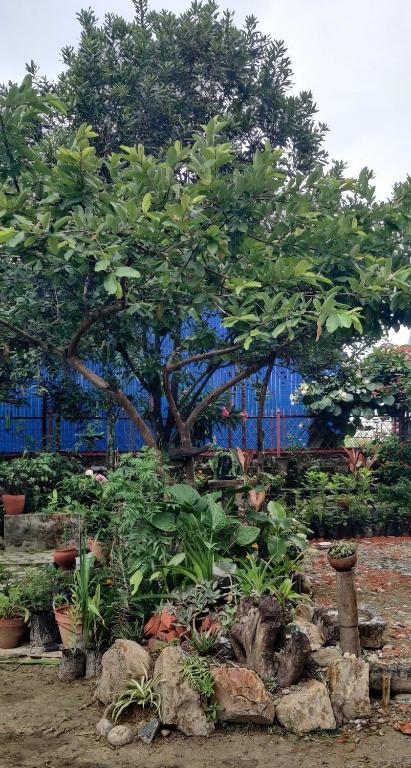 a tree in a garden with rocks and plants at Amu Ghumounte Stay in Pātan