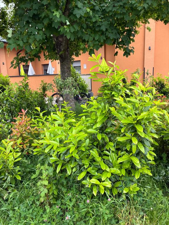 Zahrada ubytování Pension Pannonia