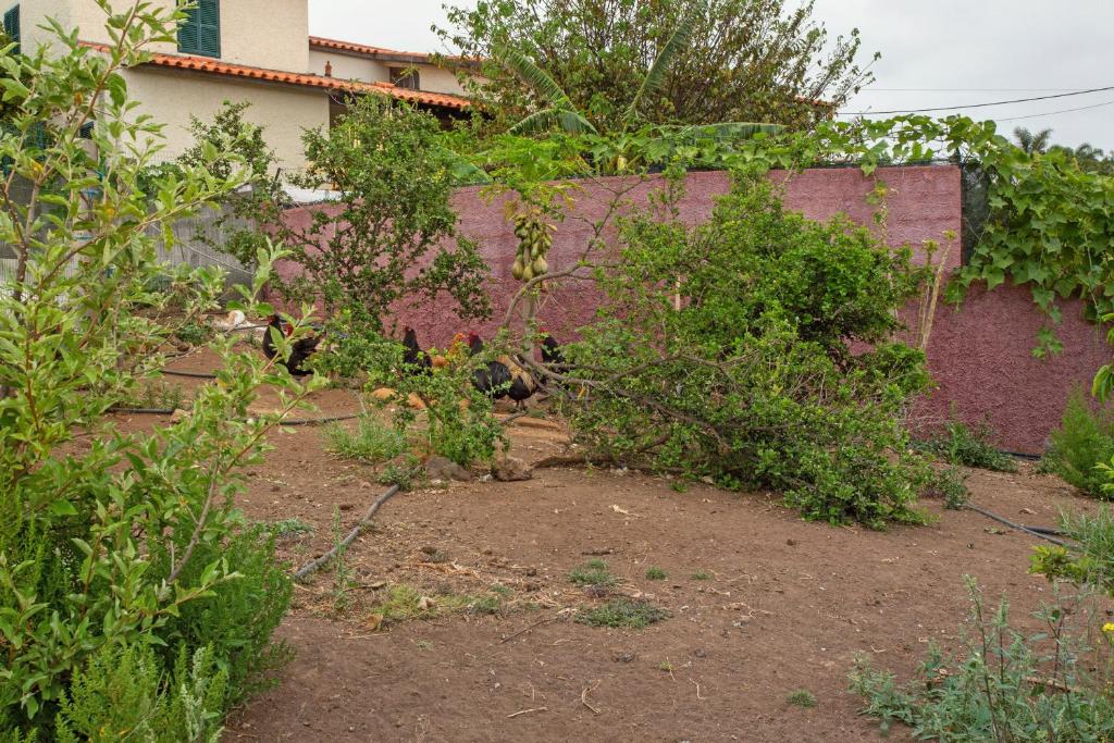 a garden with trees and bushes in front of a building at Paraiso Madeira - Suites in Gaula