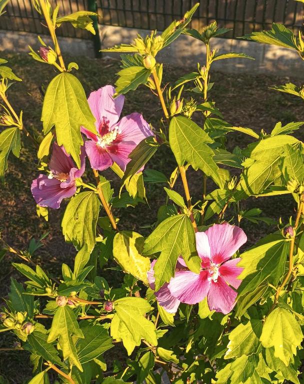 Jardin de l'établissement Meublé de tourisme classé 3 étoiles Le Ptit Coin de Soleil - Saint Ciers d'Abzac