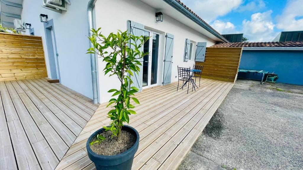 une plante dans un pot sur une terrasse en bois dans l'établissement T2 climatisé proche Dune du Pilat, à La Teste-de-Buch
