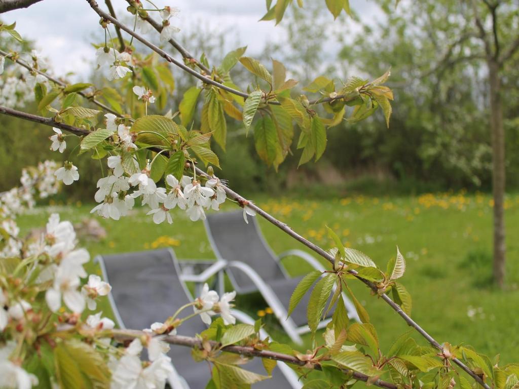 Zahrada ubytování Charmante Ferienwohnung mit Garten in Wiek