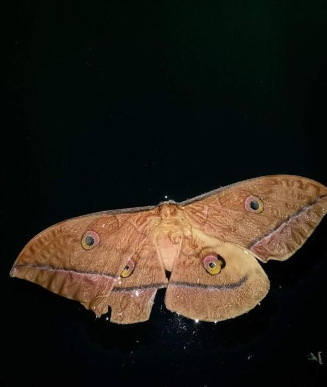 Fotografie z fotogalerie ubytování Avistamiento Fauna Flora Caribe v destinaci Puerto Limón