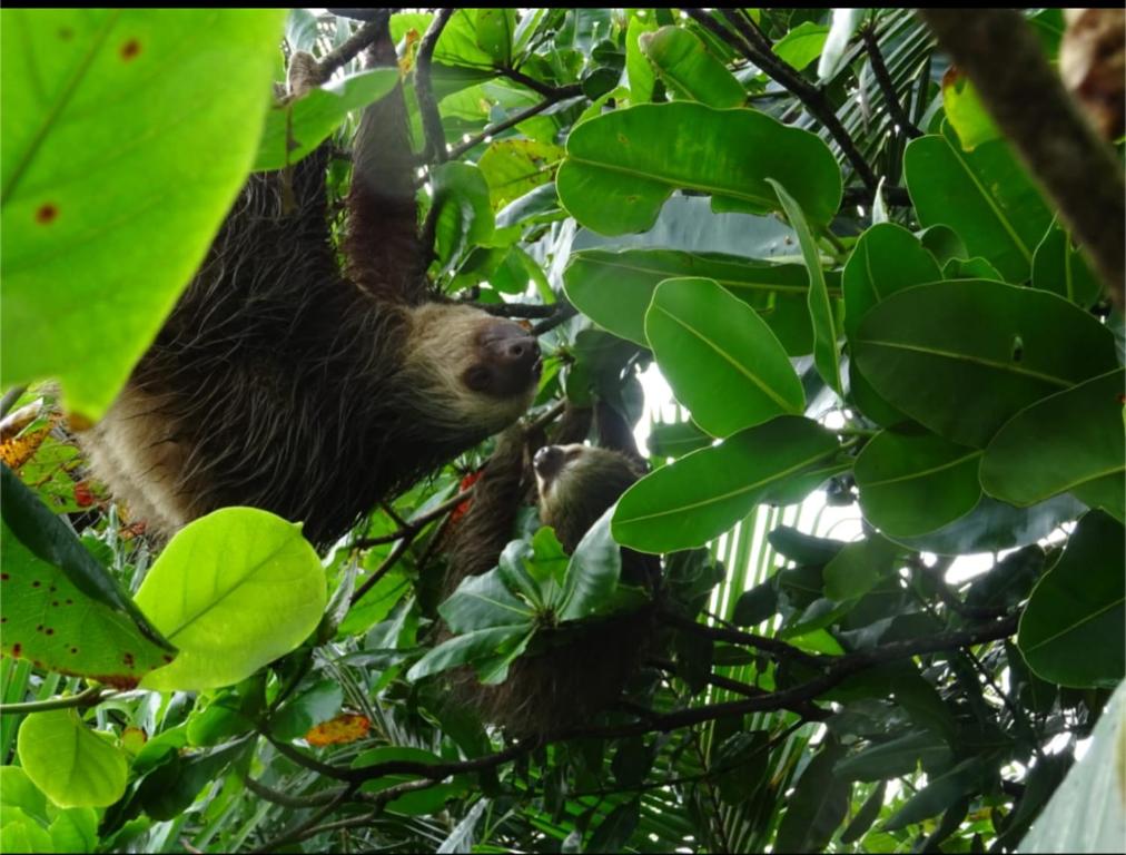 Fotografie z fotogalerie ubytování Avistamiento Fauna Flora Caribe v destinaci Puerto Limón