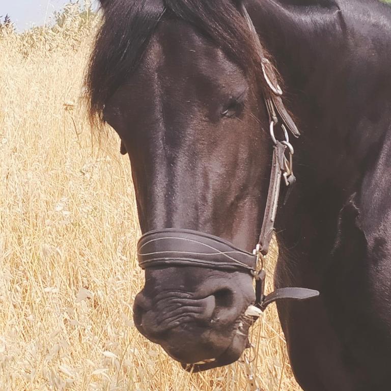 Photo de la galerie de l'établissement La Fée à Cheval, à Caumont-sur-Durance