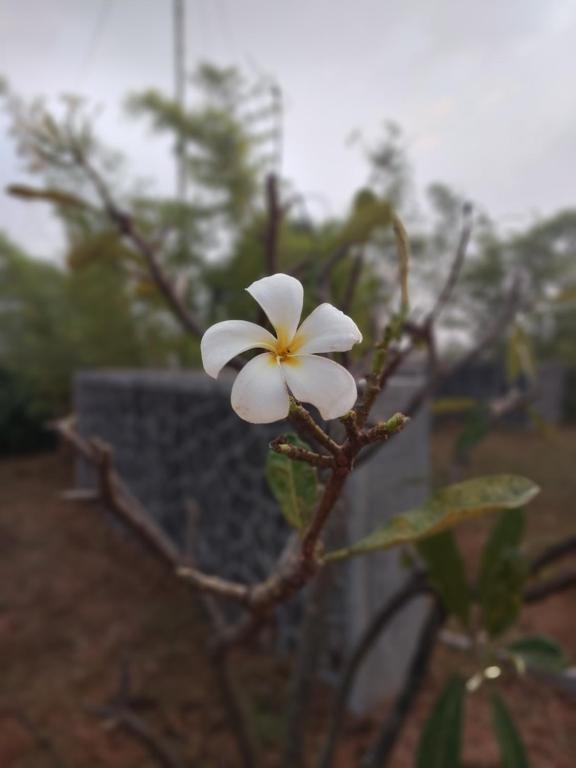 Fotografie z fotogalerie ubytování Talyachi Wadi - Agro-tourism center & Cultural Center v destinaci Nášik