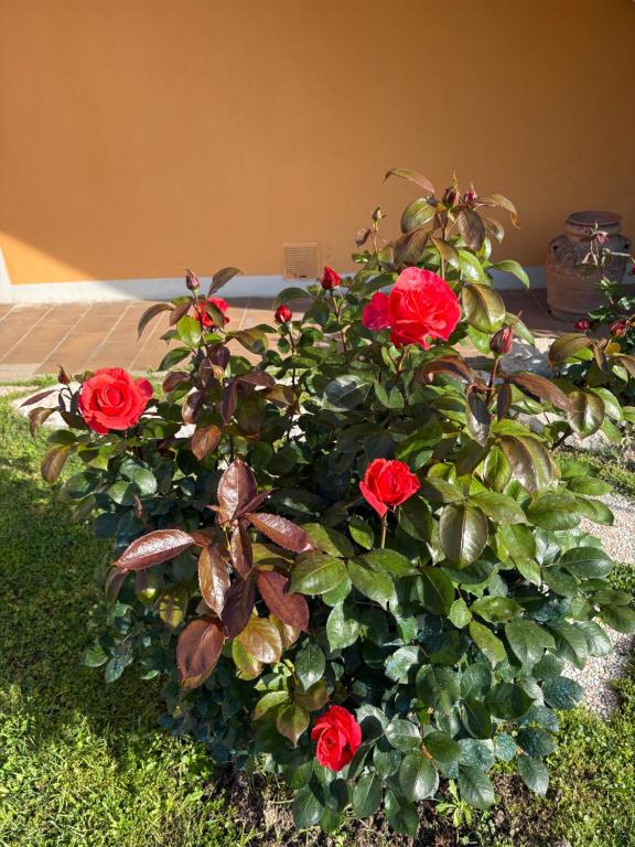 Zahrada ubytování B&B SoleLuna