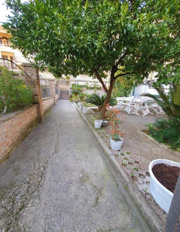 a garden with a tree and some potted plants at Sea side apartment in Kotor