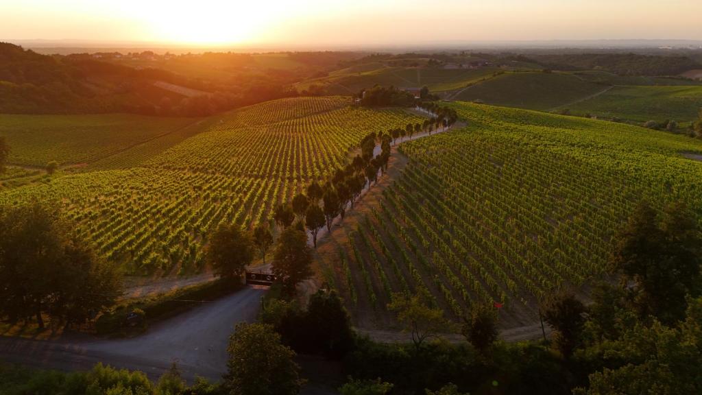 a road in a vineyard with the sun setting in the background at La Meirana in Gavi
