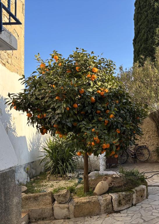 un oranger avec des oranges dessus dans l'établissement La fleur d'oranger, à Aigues-Mortes