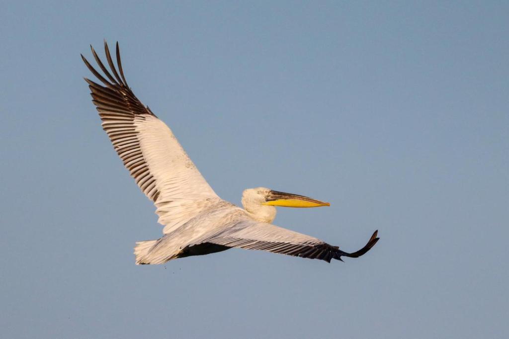 Lotus House Dodoši - 8