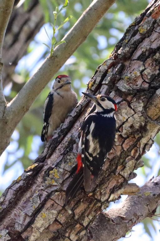 Lotus House Dodoši - 14