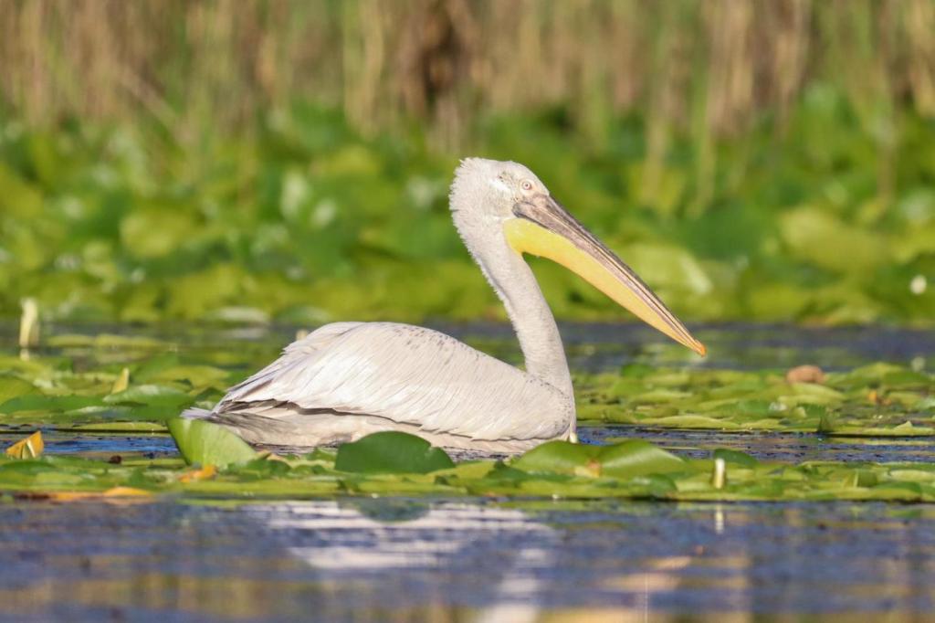 Lotus House Dodoši - 9