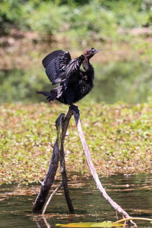 Lotus House Dodoši - 13