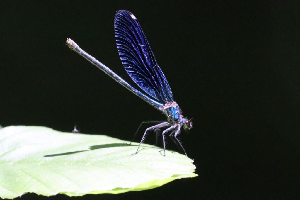 Lotus House Dodoši - 12