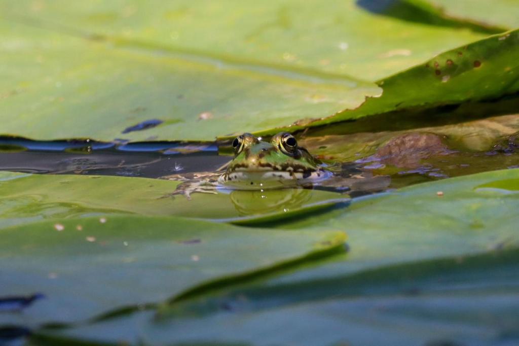 Lotus House Dodoši - 11