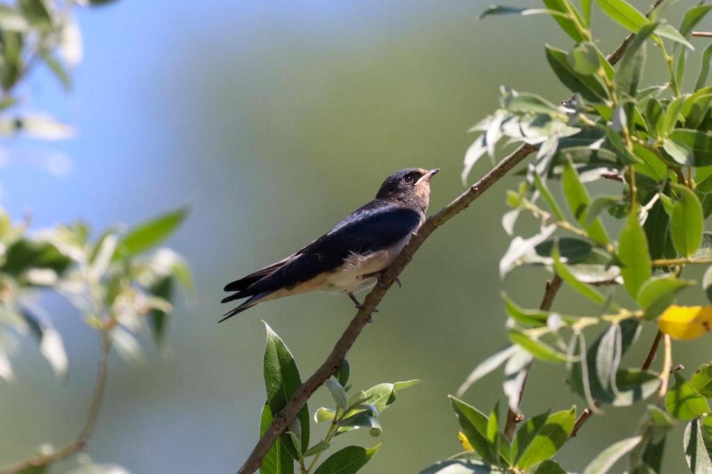 Lotus House Dodoši - 10