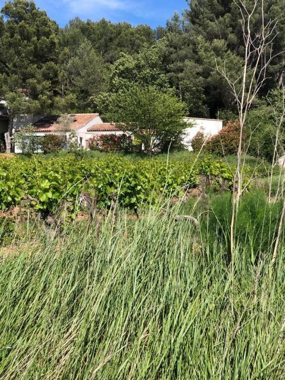 un champ d'herbe haute avec une maison en arrière-plan dans l'établissement Magnifique villa proche d Aix en Provence, à Rousset
