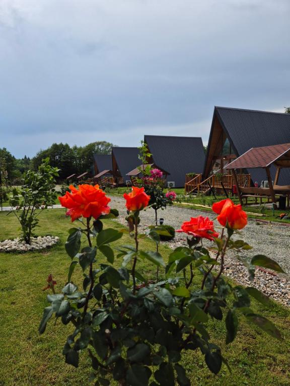 a group of red flowers in a garden at Doka Valea Sebesului A-Frame in Sebeşu