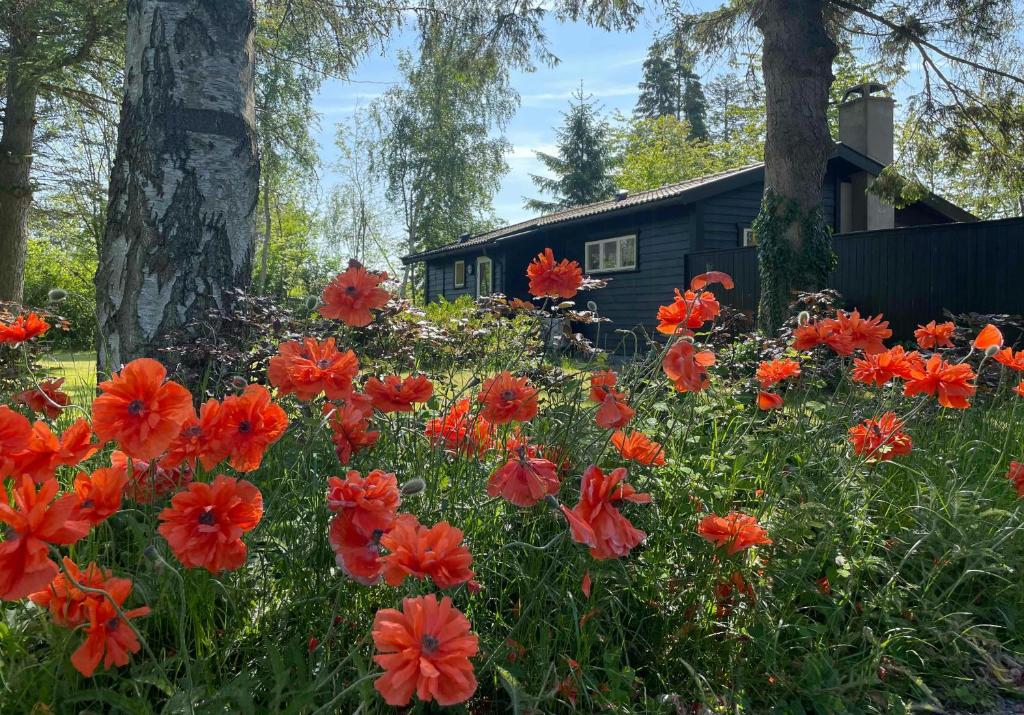 a field of red flowers in front of a house at Charming Cottage Close To Smidstrup Beach in Gilleleje