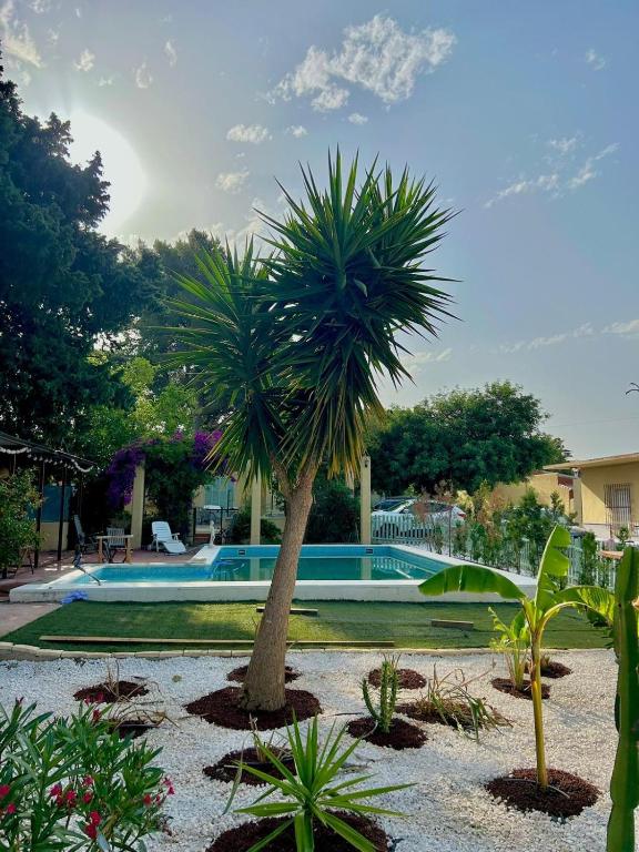 a palm tree in front of a swimming pool at Gaviota Beach Chiclana in Chiclana de la Frontera