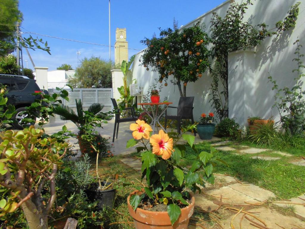 Zahrada ubytování Araucaria