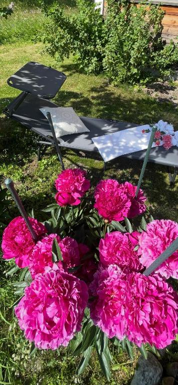 Zahrada ubytování Nanisgarten - Grannys flat