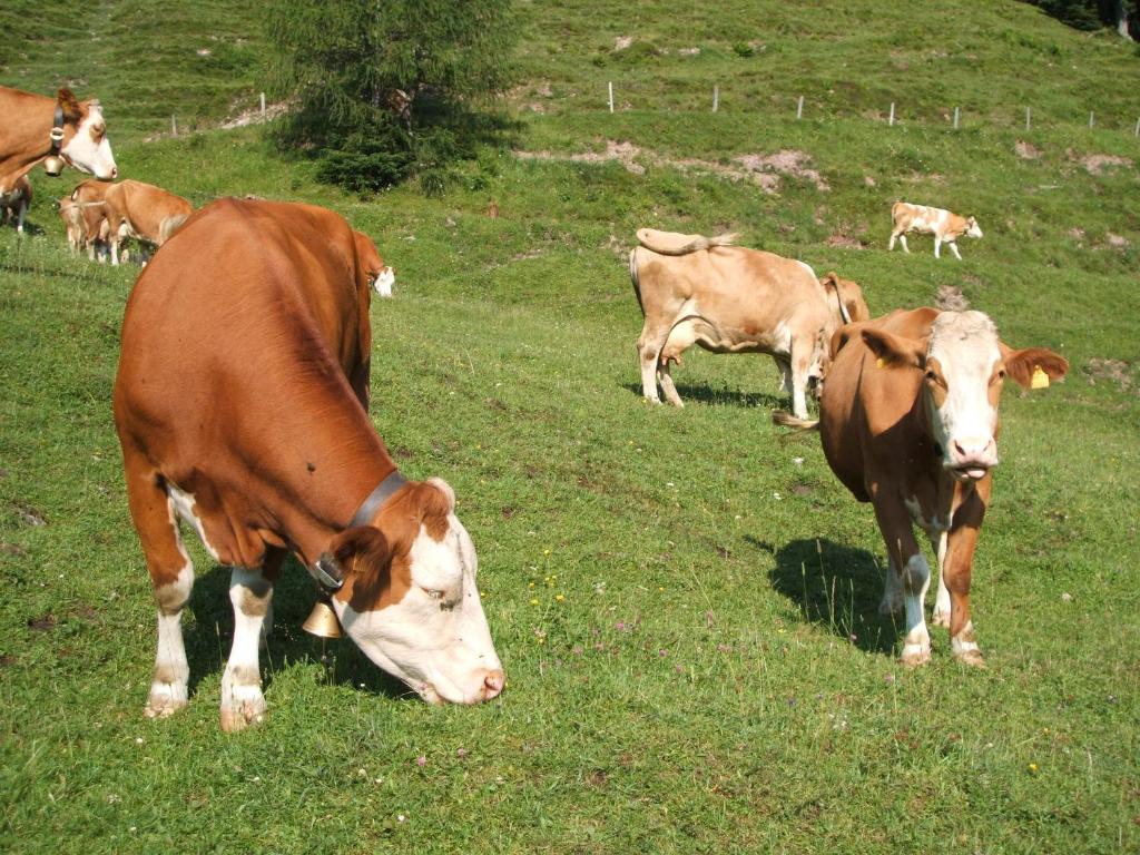 Zvířata v penzionu nebo okolí