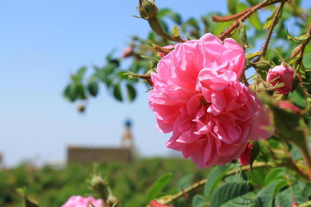 Zahrada ubytování Alila Jabal Akhdar