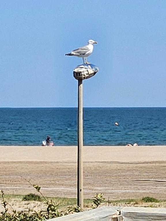 un oiseau assis au-dessus d'un poteau à la plage dans l'établissement La mouette Clim vue mer accès plage direct, à Fleury