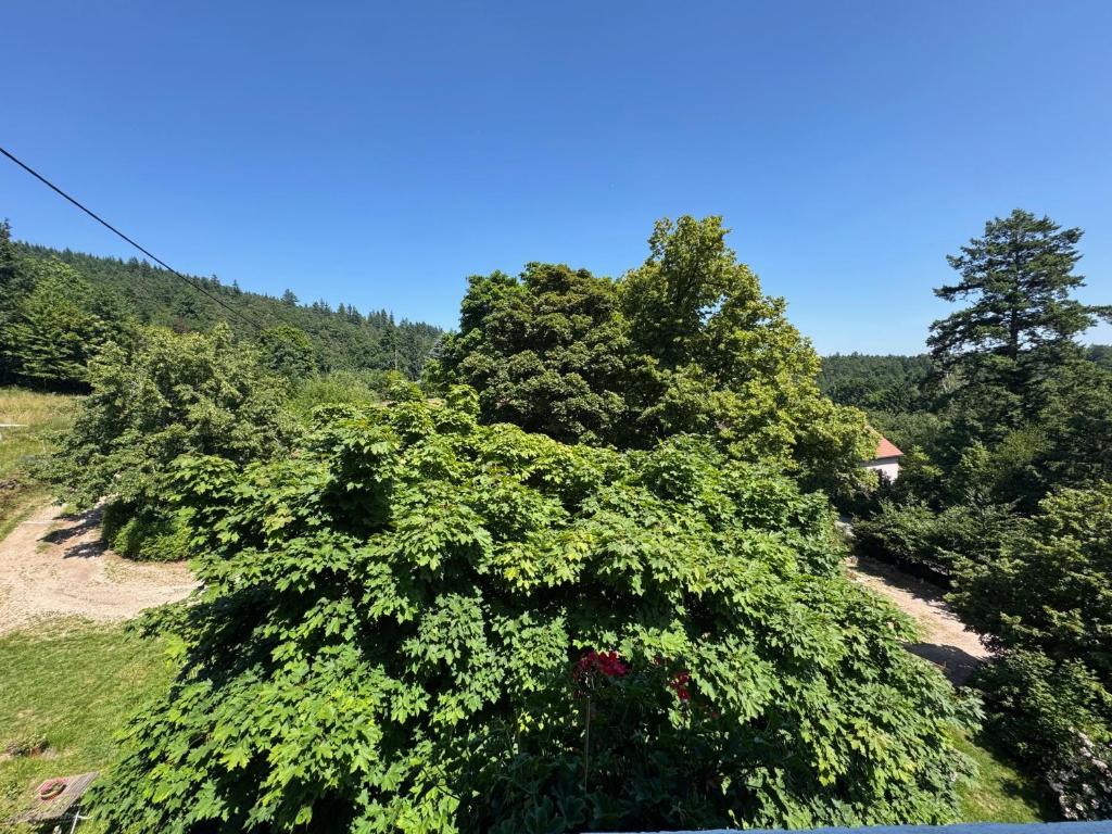 Gîte au Manoir des Sens - Panorama Taennchel aux portes du Haut-Koenigsbourg – photo 20