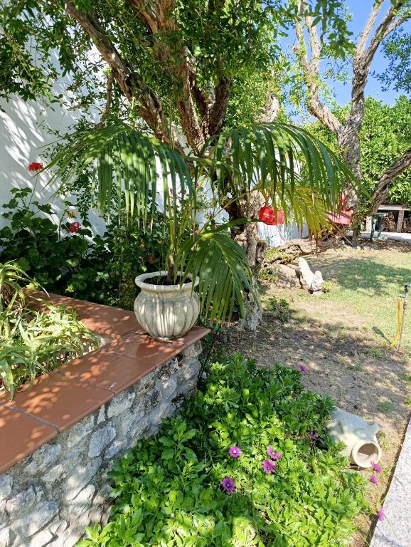 Zahrada ubytování Mammaioa house