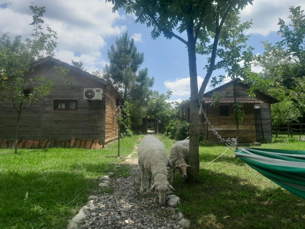 Domácí mazlíčci ubytovaní s hosty v ubytování Tiny houses Genacvale