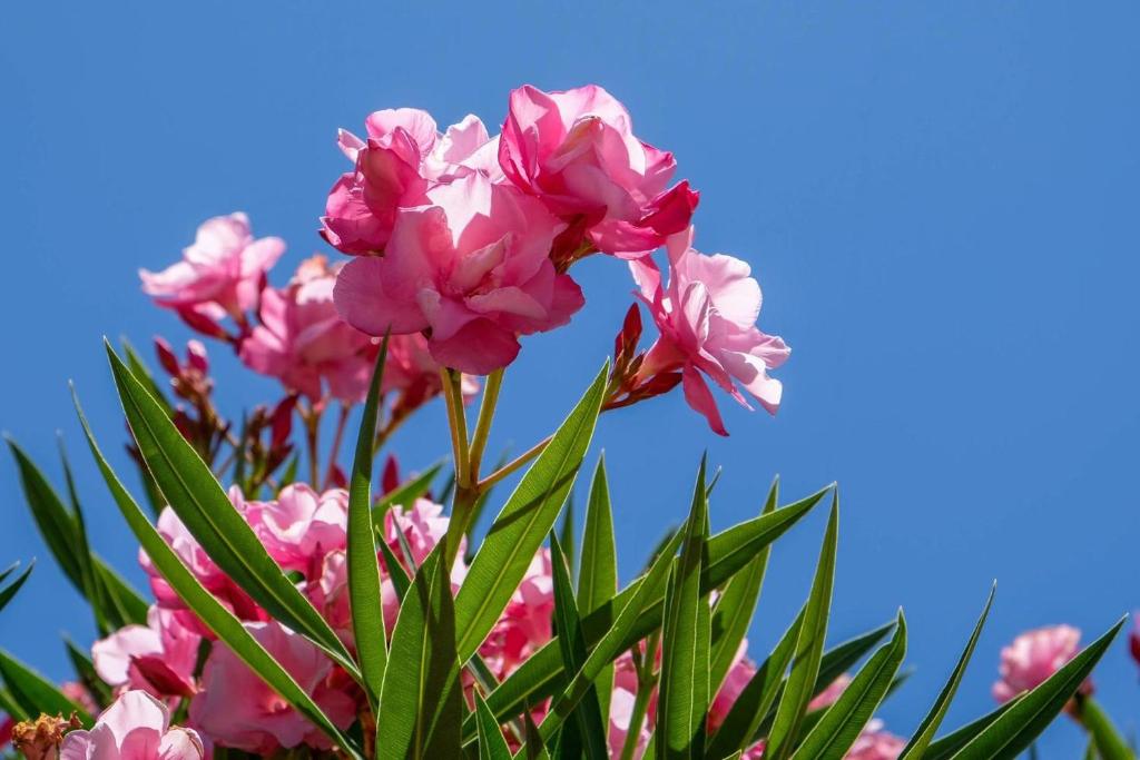 een bos roze bloemen met een blauwe lucht op de achtergrond bij La Garonnette - 150m de la plage in Sainte-Maxime