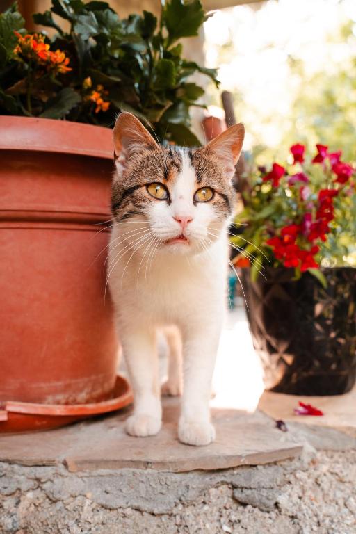 a cat standing next to a flower pot at Guest house Hyrmet Demushi in Valbonë
