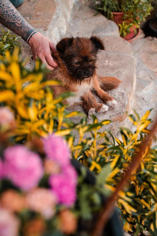 a small brown dog sitting next to some flowers at Guest house Hyrmet Demushi in Valbonë
