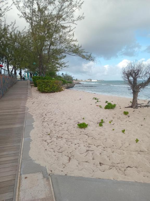 a sandy beach with trees and the ocean at Alleyne Apartments in Bridgetown