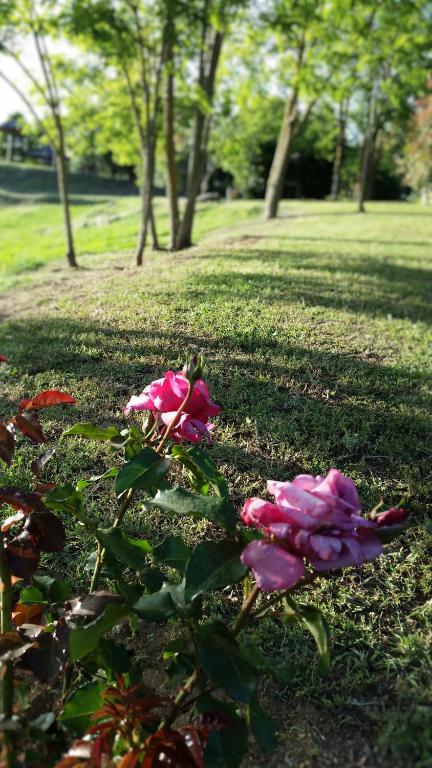 A garden outside Agriturismo Bonzalone