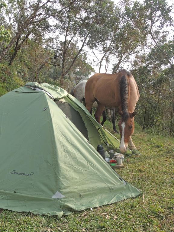 Zvířata v luxury tent nebo okolí