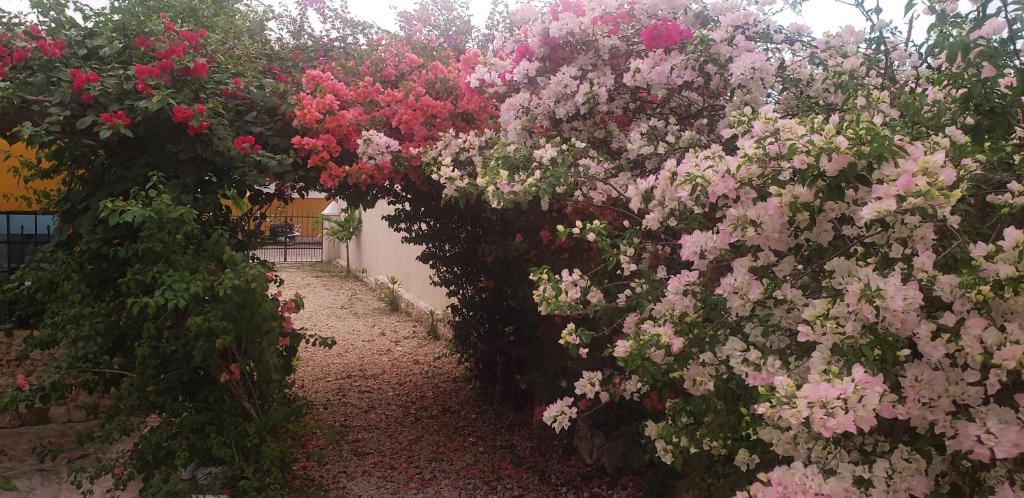 Zahrada ubytování Casa "Los Jarochos" sencilla