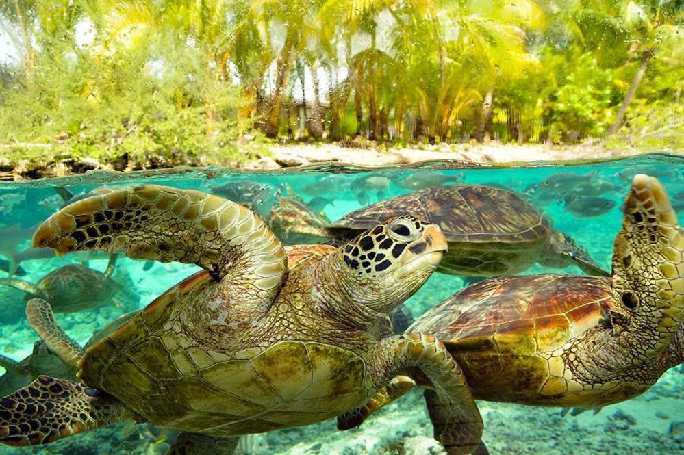 two green turtles swimming in the water at B & Bee Wild Island - Nature Song in Fare