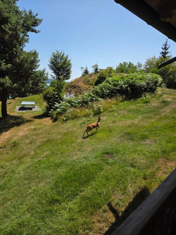 A garden outside Alte Villa 400m2 Seegrund nur für euch - old villa with 400m2 beach just for you