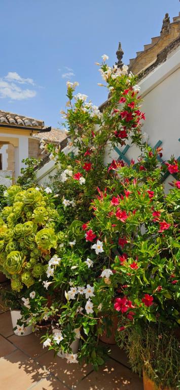 Apartamentos Los Descalzos Ángel With Private Terrace Free Parking - 7