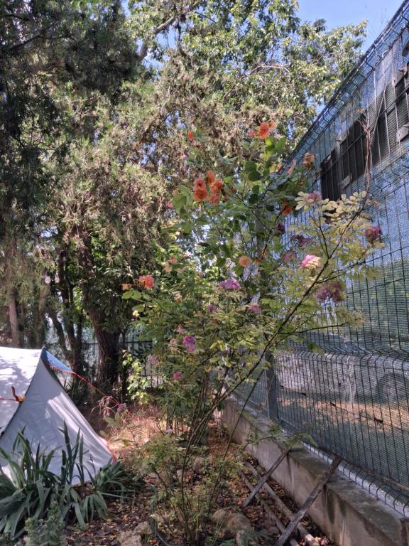 Zahrada ubytování Camping Curtea Pescărușului