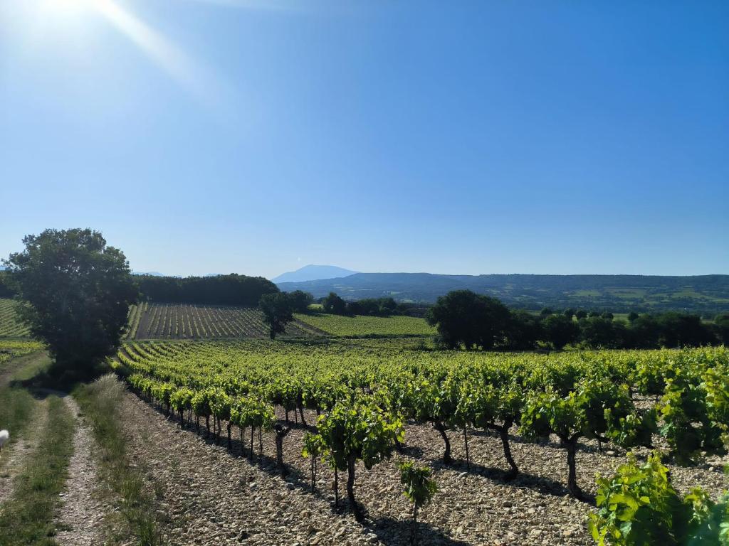 un vignoble dans les collines avec un ciel bleu dans l'établissement Gîtes à la ferme, Le Jardin Bleu, à Tulette