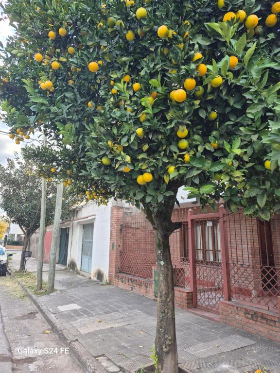 einen Orangenbaum an der Straßenseite in der Unterkunft La Churita in San Salvador de Jujuy