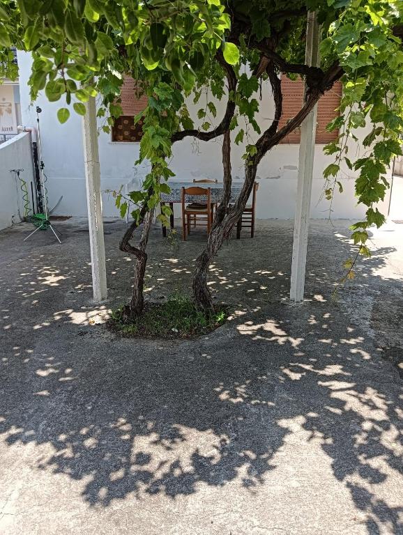 two trees and a bench in the shade of a building at SunFra Retreat in Belvedere Marittimo